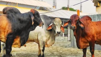 সাদিক অ্যাগ্রো থেকে ৬টি ব্রাহমা জাতের গরু জব্দ