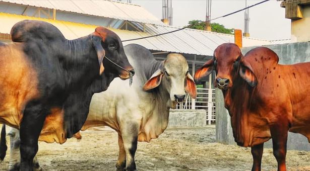 সাদিক অ্যাগ্রো থেকে ৬টি ব্রাহমা জাতের গরু জব্দ